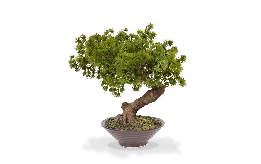 Botanic-Haus Plante artificielle Bonsaï Pinus Avec coquille