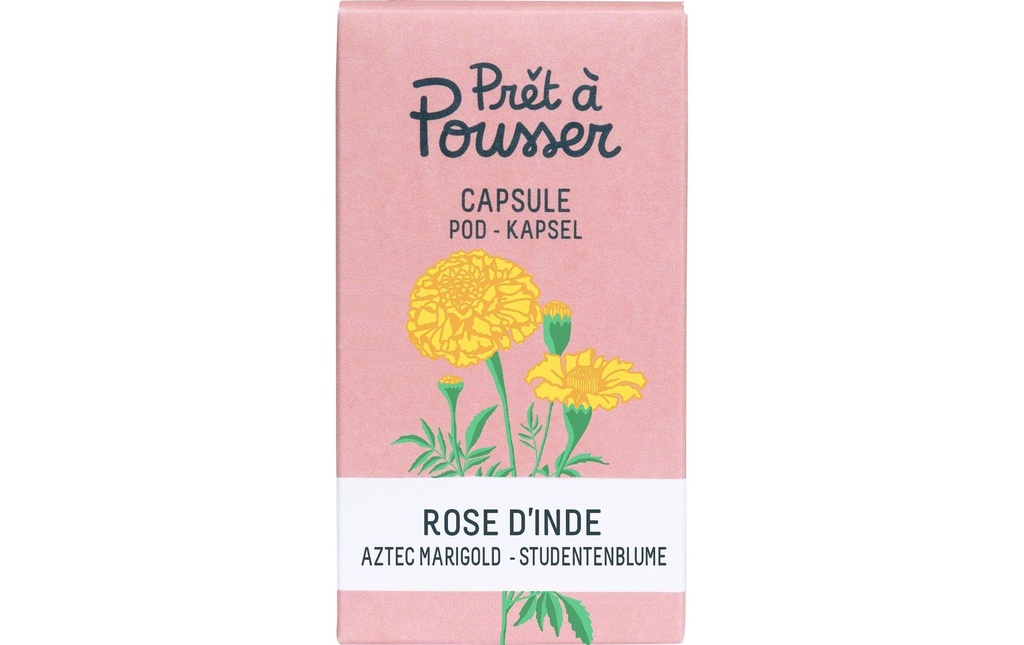 Prêt à Pousser Semence Rose indienne