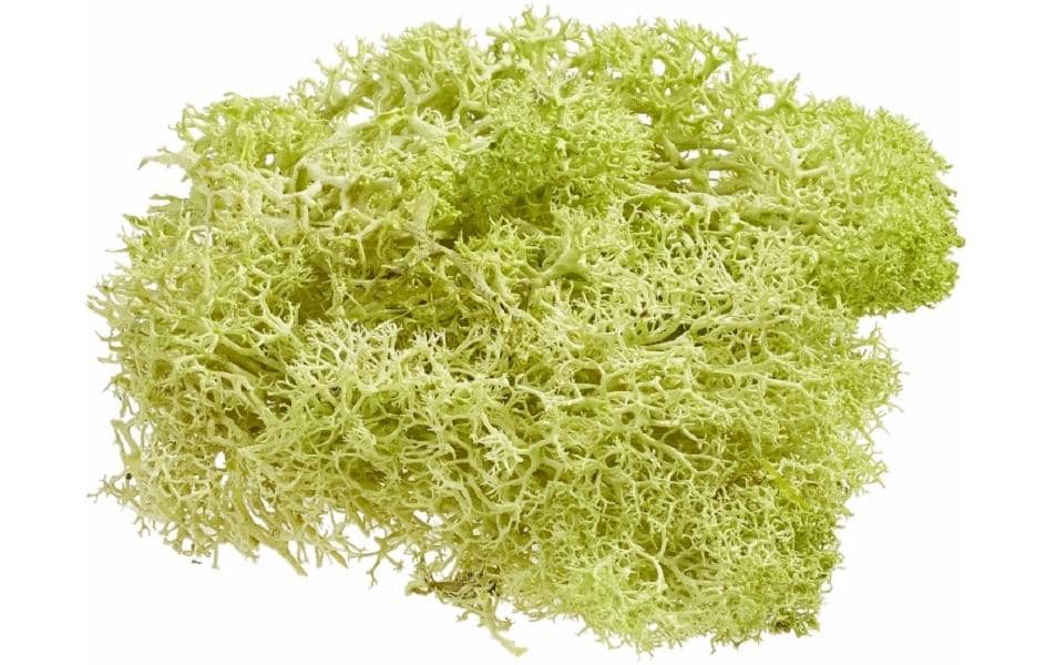 HobbyFun Mini ustensiles Mousse d'Islande 20g, Vert clair