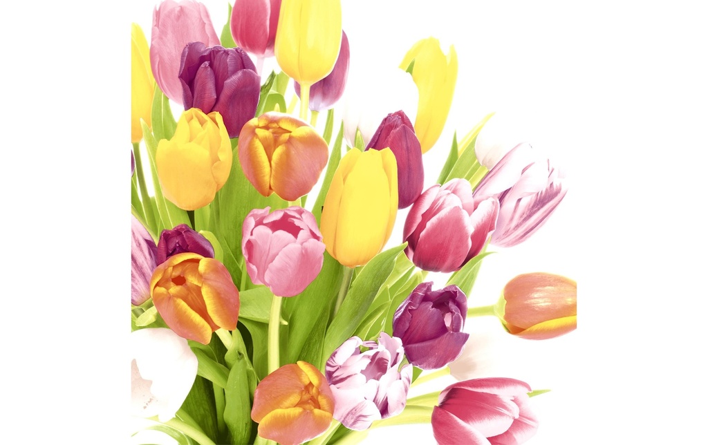 Paper + Design Serviettes en papier Beautiful Tulips 33 cm x 33 cm, 20 Pièce/s