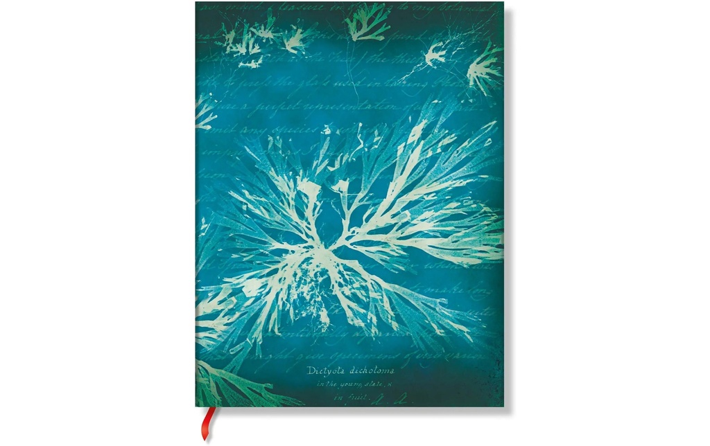 Paperblanks Bloc-notes Fleurs de mer 17,5 x 22,5 cm, À lignes
