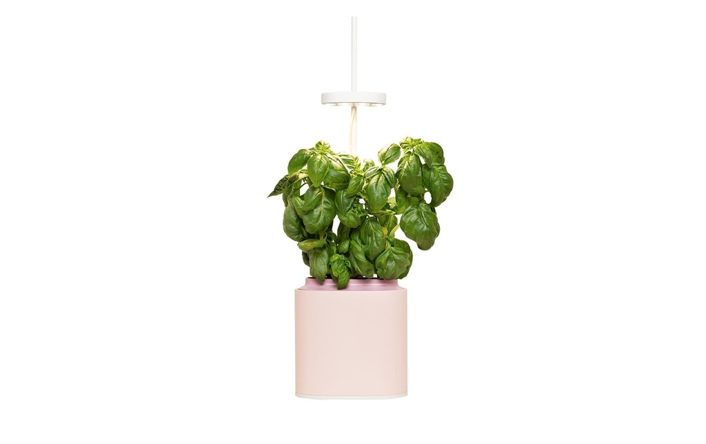 Prêt à Pousser Pot à herbes aromatiques Nano, Quartz rose
