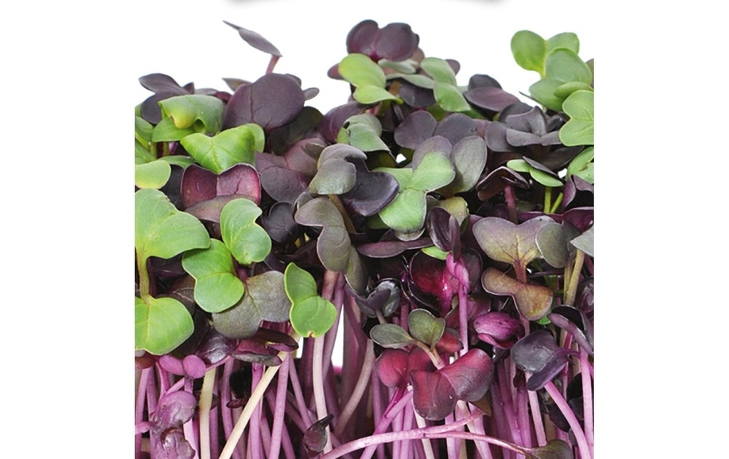 Gusta Garden Semence Microgreens Radis HARRY HERBS