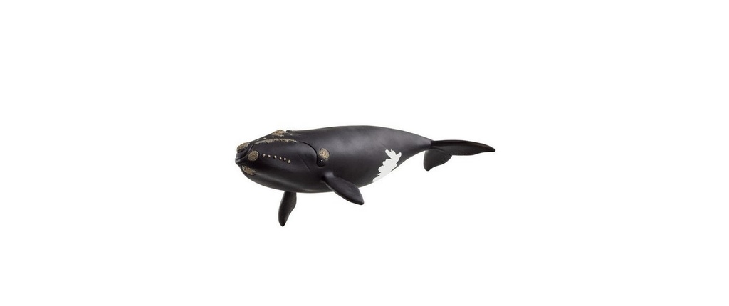 Schleich Figurine de jeu Wild Life Baleine franche de l'Atlantique Nord