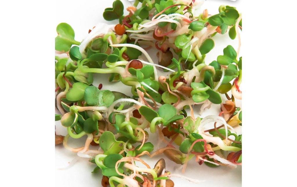Gusta Garden Semence Microgreens Roquette de Ruca HARRY HERBS