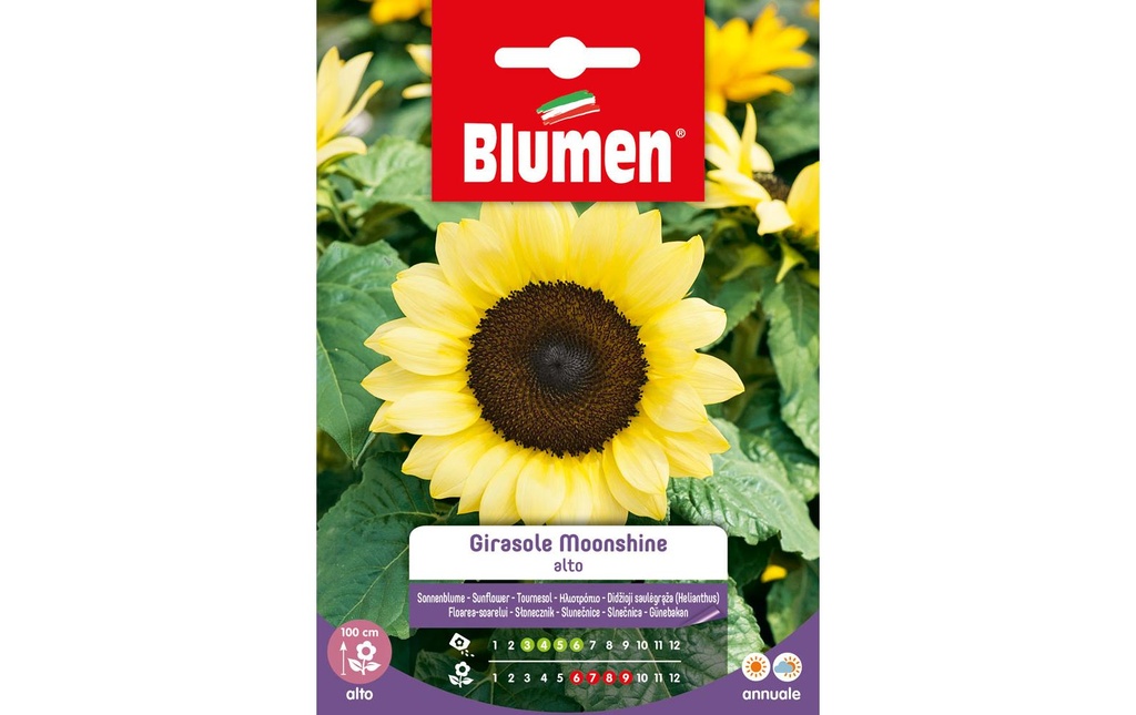 Blumen Semence Tournesol Moonshine
