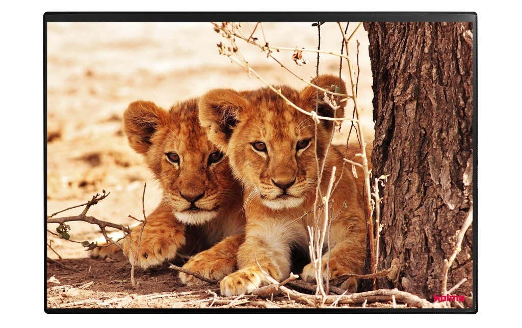 KOLMA Sous-mains Bébés lions 50x34
