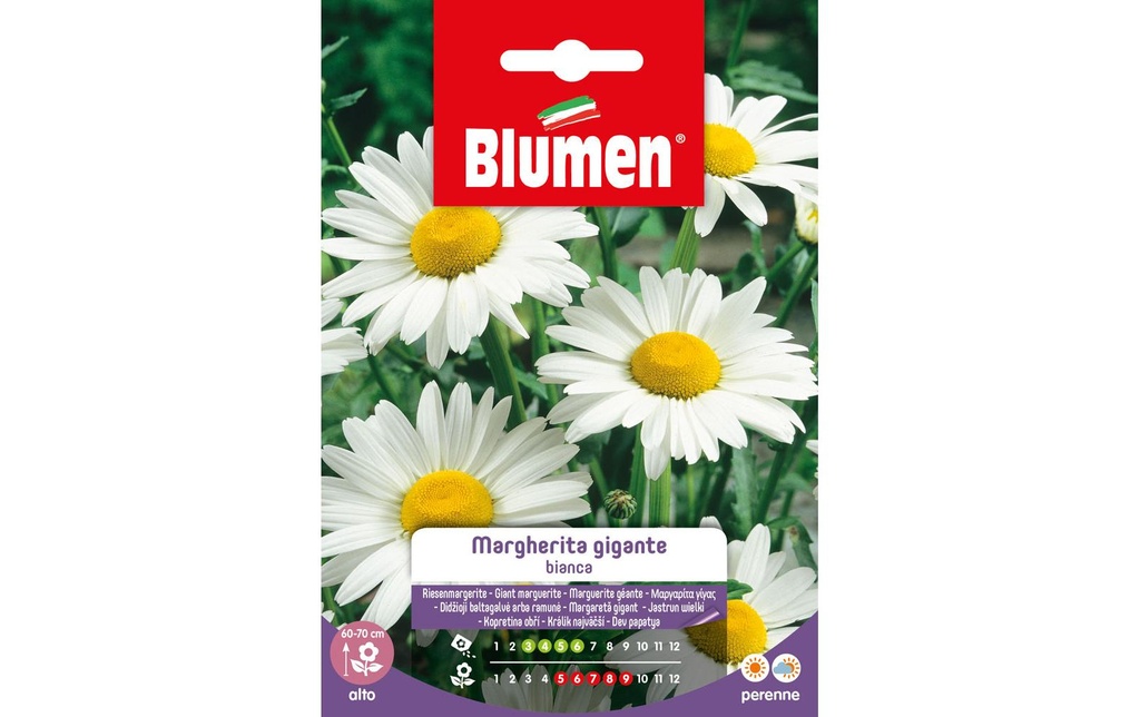 Blumen Semence Marguerite géante