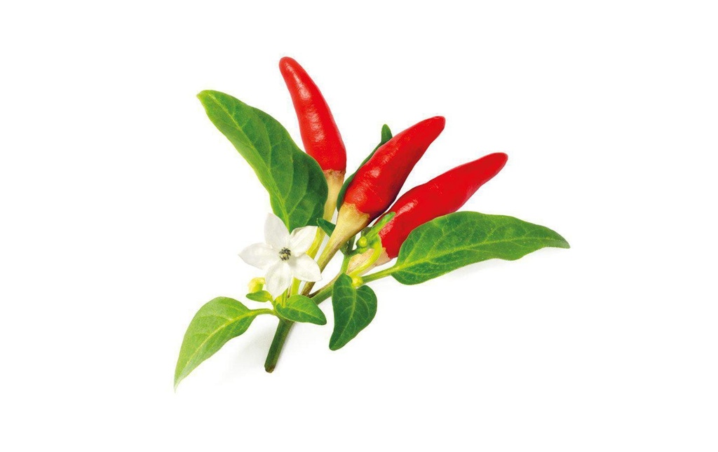 Click and Grow Semence Piment rouge piquant