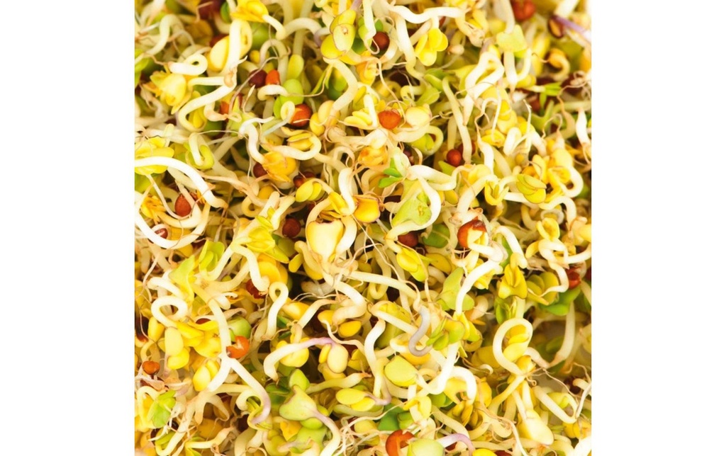 Gusta Garden Semence Microgreens Brocoli HARRY HERBS