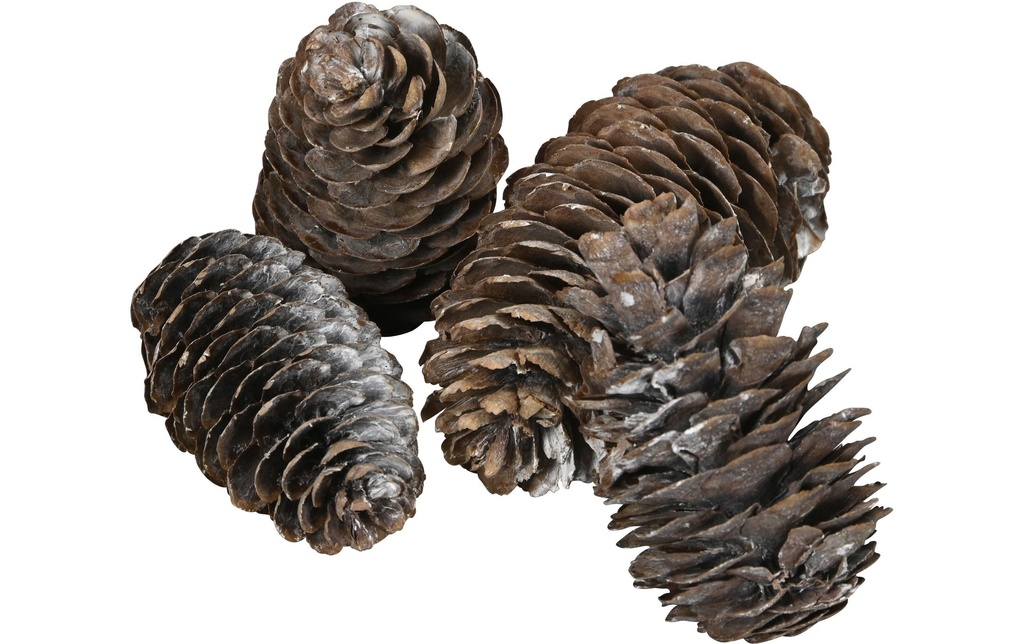 COCON Décoration à saupoudrer Pomme de pin grande, Blanc, 100g