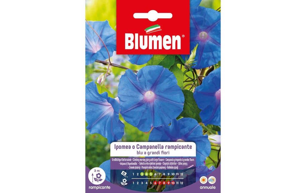 Blumen Semence Liseron grimpant à grandes fleurs