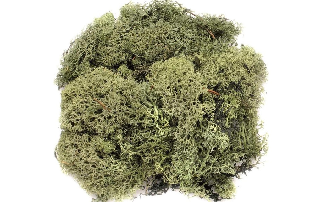 Glorex Mousse Island Vert foncé