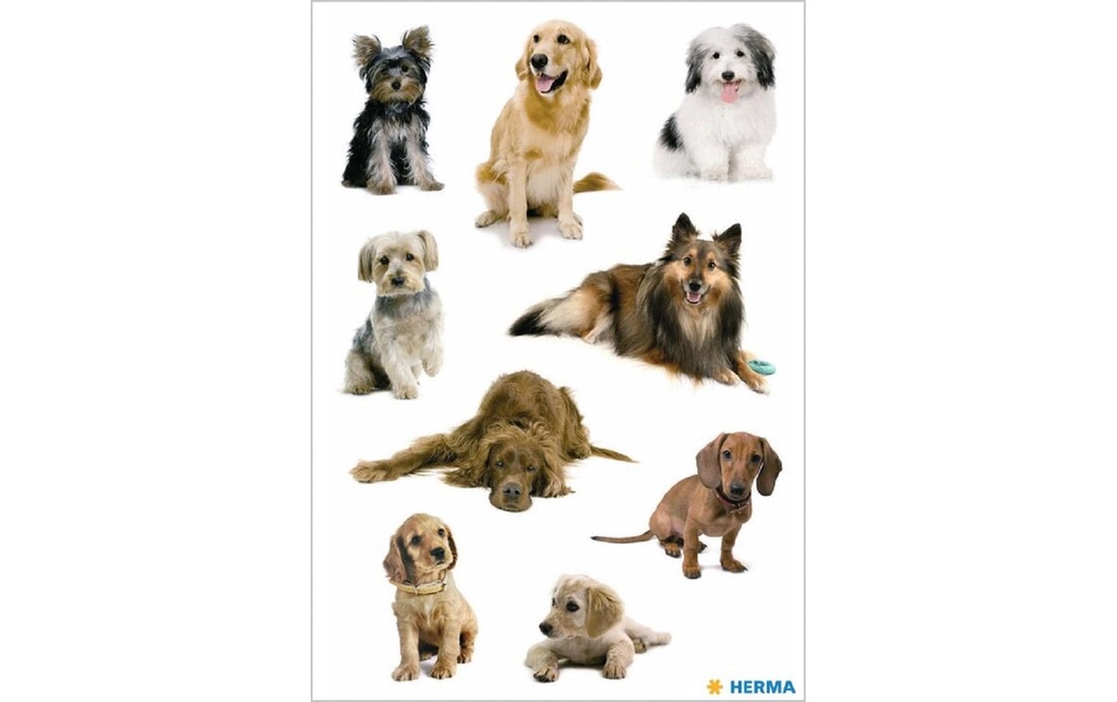 HERMA Sticker Décor photos de chiens (3 pces)