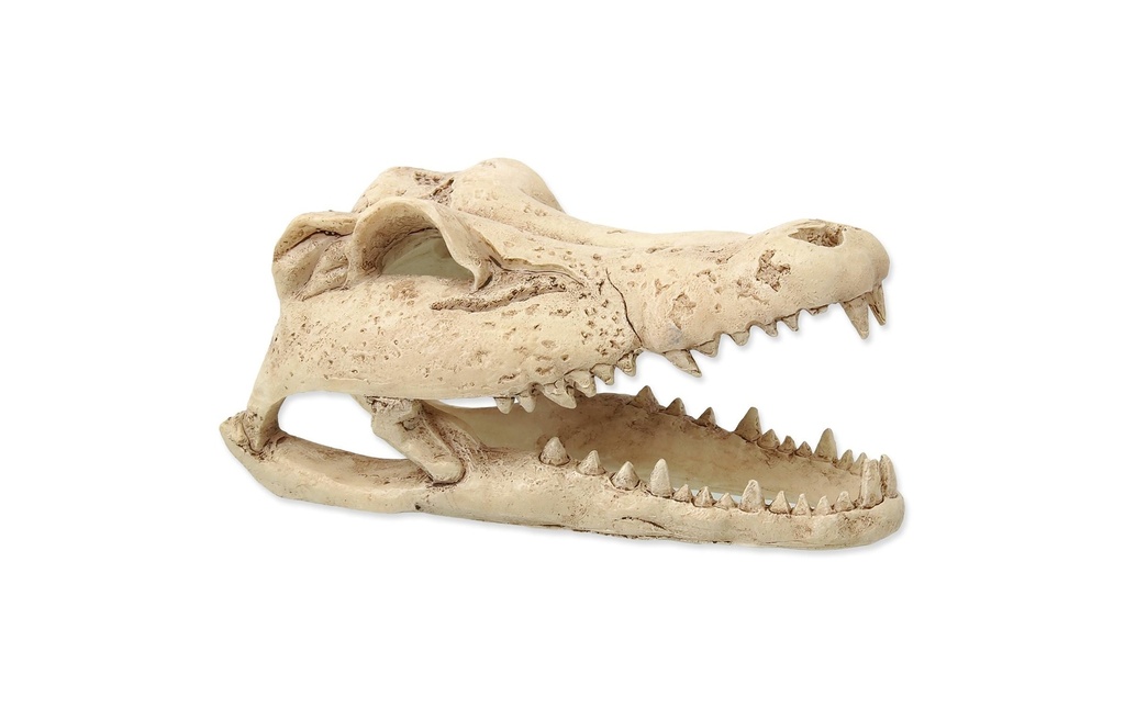 Repti Planet Crâne décoratif Crocodile