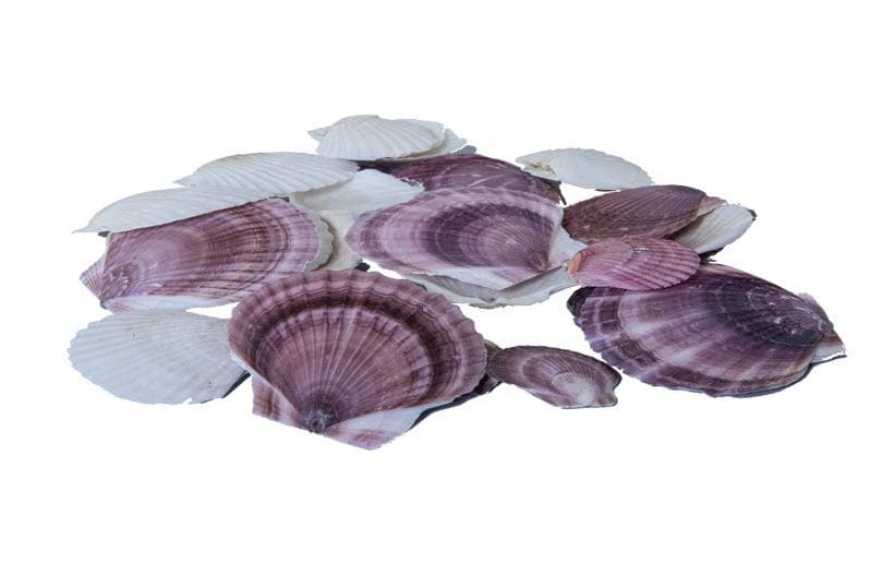 Dekomat AG Moules, 300 g Violet/Blanc