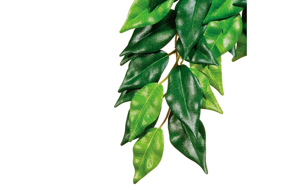 Exo Terra Plante de la forêt tropicale Fikus, S