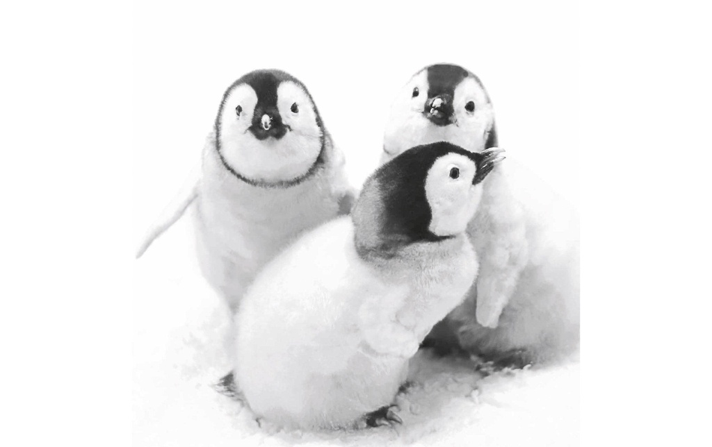 Paper + Design Serviettes en papier Penguin friends 33 cm x 33 cm, 20 Pièce/s