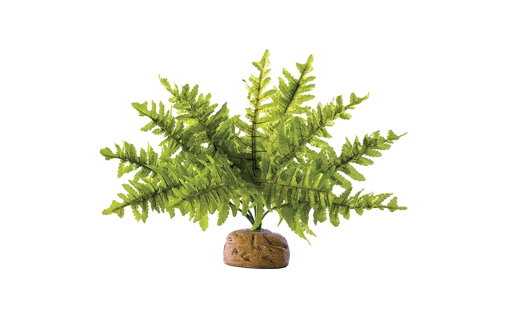 Exo Terra Plante de la forêt tropicale Fougère de Boston, S
