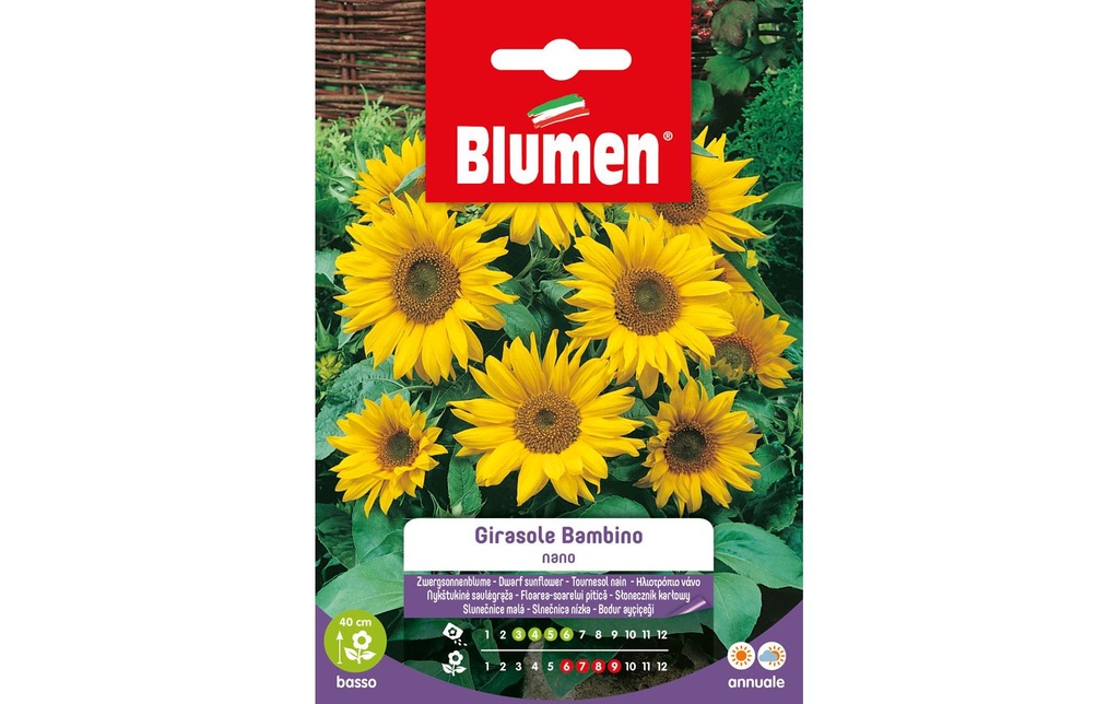 Blumen Semence Tournesol Bambino