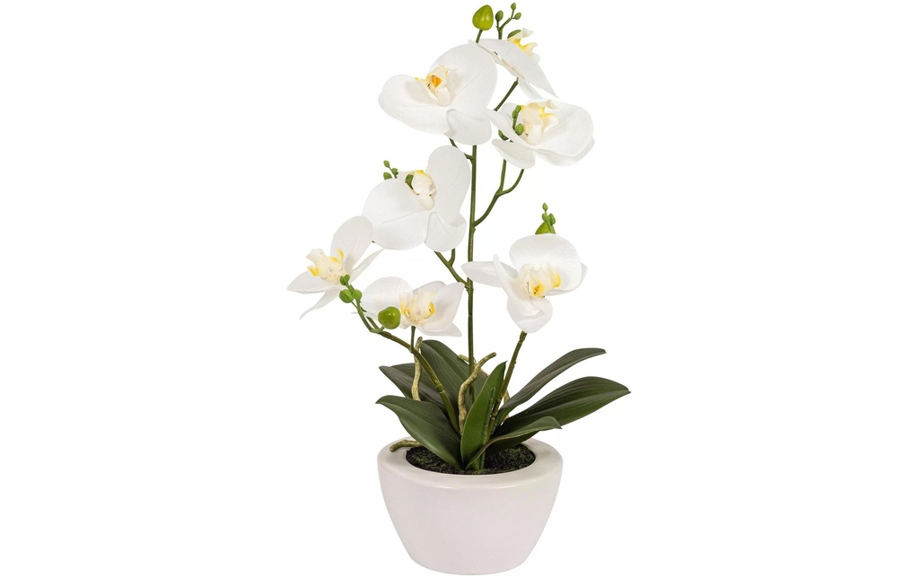 Botanic-Haus Plante artificielle Phaleanopsis en pot 67 cm