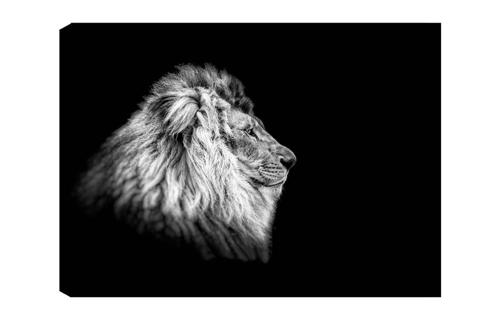 Wallxpert Photo Lion 50 x 70 cm