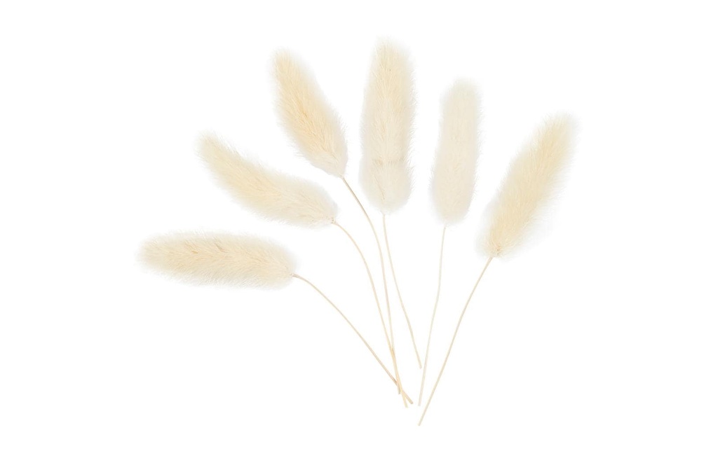Creativ Company Fleurs séchées Herbe à plumes 3-7 cm, 6 pièces
