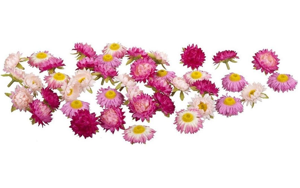 Dekomat AG Fleur artificielle Fleurs de paille 36 pièces, Rose