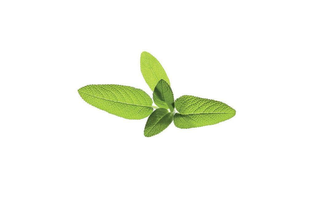 Click and Grow Semence sage
