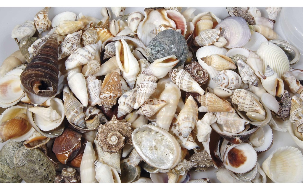 Ambiance Moules, 1.2 kg Nature