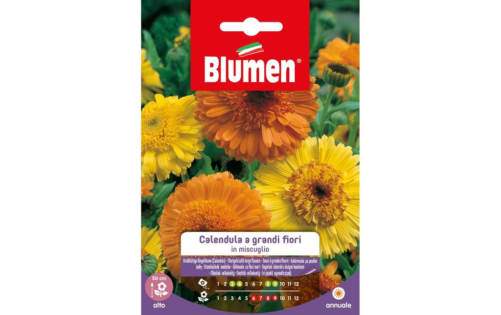 Blumen Semence Souci à grandes fleurs Mix