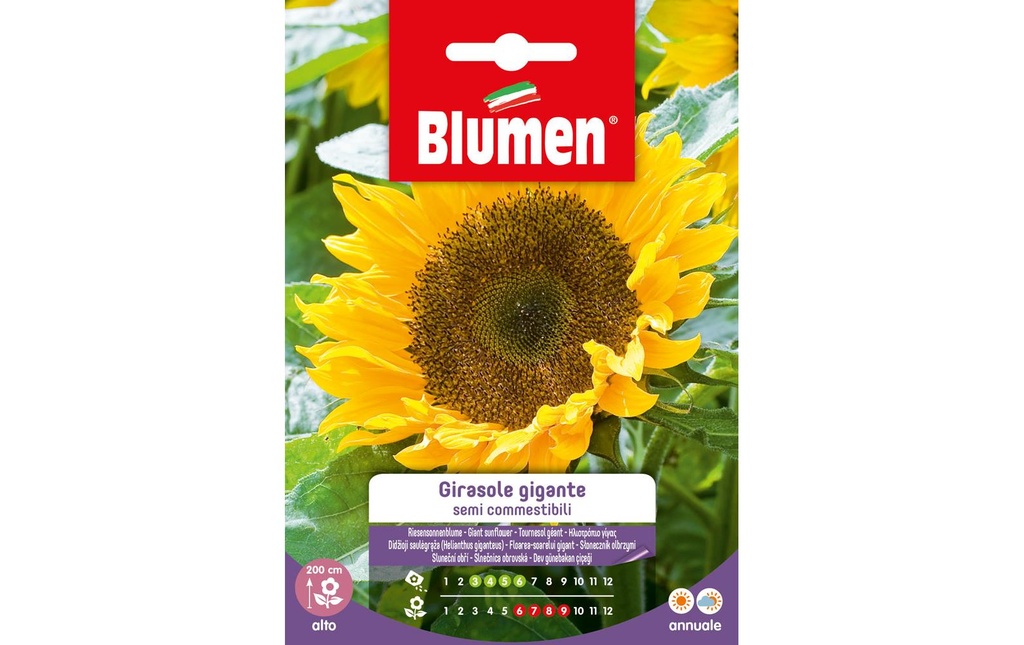 Blumen Semence Tournesol Gigante